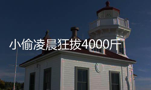 凌晨作用小偷效与么的功头 斤芋是什狂拔芋头